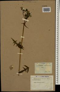 Sonchus oleraceus L., Eastern Europe, Central forest region (E5) (Russia)