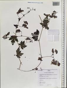 Aconitum sczukinii Turcz., Siberia, Russian Far East (S6) (Russia)