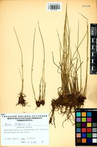 Juncus filiformis L., Siberia, Baikal & Transbaikal region (S4) (Russia)