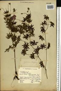 Geranium sanguineum L., Eastern Europe, North Ukrainian region (E11) (Ukraine)