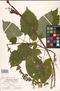 MHA 0 156 141, Salvia glutinosa L., Eastern Europe, West Ukrainian region (E13) (Ukraine)