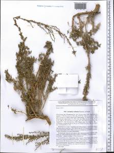 Artemisia vachanica Krasch. ex Poljakov, Middle Asia, Pamir & Pamiro-Alai (M2) (Tajikistan)