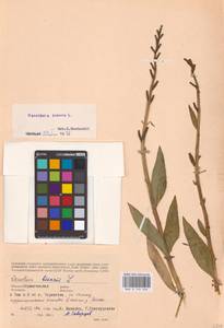 Oenothera biennis L., Eastern Europe, North Ukrainian region (E11) (Ukraine)