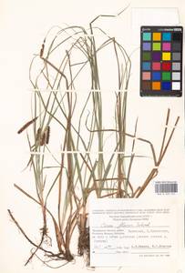 Carex flacca Schreb., Eastern Europe, Moscow region (E4a) (Russia)