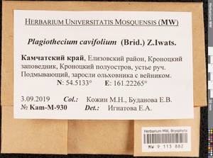 Plagiothecium cavifolium (Brid.) Z. Iwats., Bryophytes, Bryophytes - Chukotka & Kamchatka (B21) (Russia)