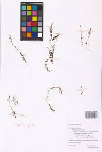 MHA 0 162 611, Utricularia minor L., Eastern Europe, Central region (E4) (Russia)