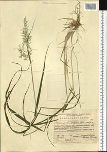 Calamagrostis uralensis Litv., Eastern Europe, Eastern region (E10) (Russia)