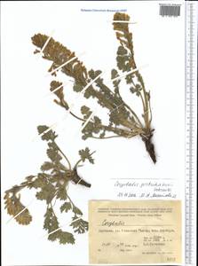 Corydalis gortschakovii Schrenk, Middle Asia, Western Tian Shan & Karatau (M3) (Kyrgyzstan)