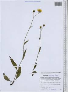 Hieracium korshinskyi Zahn, Siberia, Baikal & Transbaikal region (S4) (Russia)