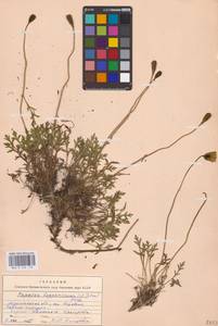 Oreomecon lapponica subsp. lapponica, Eastern Europe, Northern region (E1) (Russia)