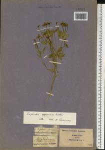 Euphorbia seguieriana Neck., Eastern Europe, South Ukrainian region (E12) (Ukraine)