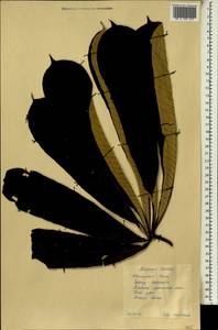 Musanga cecropioides R. Br. apud Tedlie, Africa (AFR) (Guinea)