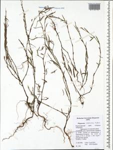 Polygonum aschersonianum H. Gross, Caucasus, Krasnodar Krai & Adygea (K1a) (Russia)