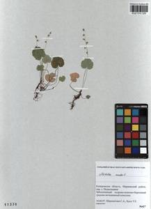 Mitella nuda L., Siberia, Altai & Sayany Mountains (S2) (Russia)