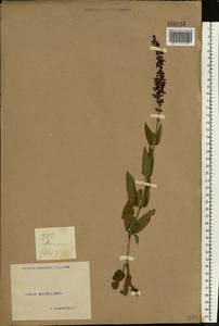 Salvia nemorosa L., Eastern Europe, North Ukrainian region (E11) (Ukraine)