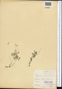 Isopyrum anemonoides Kar. & Kir., Middle Asia, Western Tian Shan & Karatau (M3) (Uzbekistan)