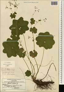 Alchemilla heptagona Juz., Eastern Europe, Moscow region (E4a) (Russia)