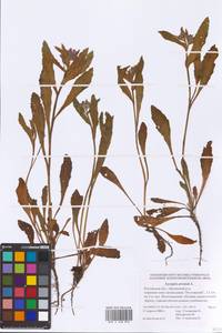 Lycopsis arvensis L., Eastern Europe, Rostov Oblast (E12a) (Russia)