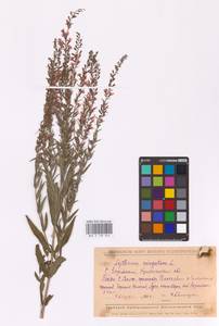 Lythrum virgatum L., Eastern Europe, Middle Volga region (E8) (Russia)