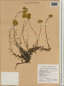 Helichrysum stoechas (L.) Moench, South Asia, South Asia (Asia outside ex-Soviet states and Mongolia) (ASIA) (Cyprus)