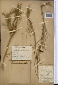 Haloxylon ammodendron (C. A. Mey.) Bunge ex Fenzl, Middle Asia, Northern & Central Kazakhstan (M10) (Kazakhstan)