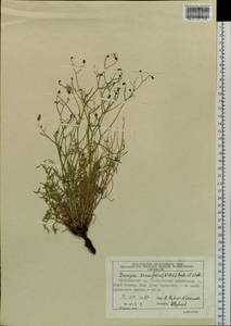 Crepidiastrum tenuifolium (Willd.) Sennikov, Siberia, Altai & Sayany Mountains (S2) (Russia)