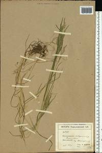 Poa, Eastern Europe, North Ukrainian region (E11) (Ukraine)