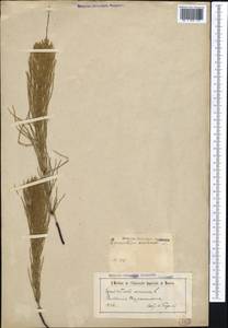 Equisetum arvense L., Middle Asia, Syr-Darian deserts & Kyzylkum (M7) (Kazakhstan)