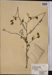 Prunus bifrons Fritsch, Middle Asia, Pamir & Pamiro-Alai (M2) (Turkmenistan)
