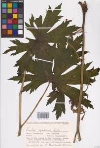 Aconitum septentrionale Koelle, Eastern Europe, Eastern region (E10) (Russia)