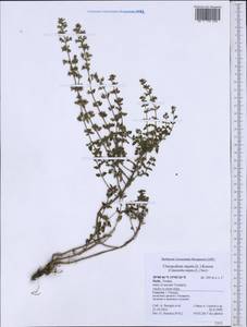 Clinopodium nepeta (L.) Kuntze, Western Europe (EUR) (Italy)