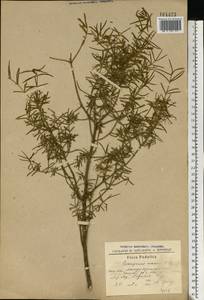 Euonymus nanus M. Bieb., Eastern Europe, North Ukrainian region (E11) (Ukraine)