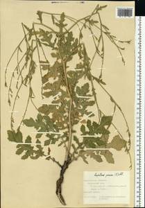 Rapistrum perenne (L.) All., Eastern Europe, Central forest-and-steppe region (E6) (Russia)