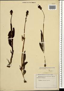 Neotinea ustulata (L.) R.M.Bateman, Pridgeon & M.W.Chase, Caucasus, Stavropol Krai, Karachay-Cherkessia & Kabardino-Balkaria (K1b) (Russia)