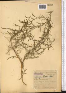 Asparagus brachyphyllus Turcz., Middle Asia, Syr-Darian deserts & Kyzylkum (M7) (Kazakhstan)