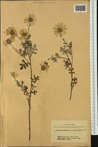 Chrysanthemum sinuatum Ledeb., Siberia, Altai & Sayany Mountains (S2) (Russia)