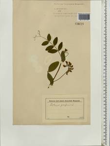 Lathyrus pisiformis L., Eastern Europe, North-Western region (E2) (Russia)