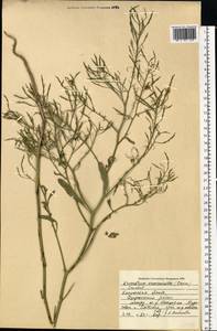 Brassica elongata subsp. integrifolia (Boiss.) Breistr., Eastern Europe, Central region (E4) (Russia)