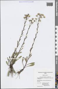 Erigeron acris L., Eastern Europe, North-Western region (E2) (Russia)