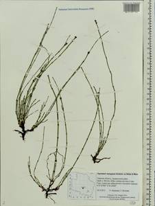 Equisetum variegatum Schleich., Eastern Europe, North-Western region (E2) (Russia)
