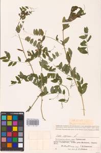 Vicia sepium L., Eastern Europe, Lower Volga region (E9) (Russia)