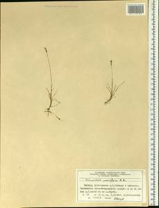 Anthoxanthum arcticum Veldkamp, Siberia, Central Siberia (S3) (Russia)