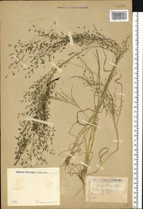 Eragrostis minor Host, Eastern Europe, Lower Volga region (E9) (Russia)
