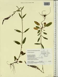 Veronica spicata L., Eastern Europe, Central region (E4) (Russia)