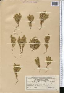 Callipeltis cucullaris (L.) DC., Middle Asia, Western Tian Shan & Karatau (M3) (Kazakhstan)