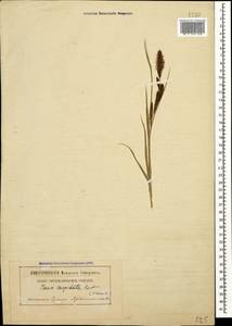 Carex flacca subsp. erythrostachys (Hoppe) Holub, Caucasus, Abkhazia (K4a) (Abkhazia)
