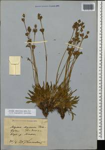 Silene saxatilis Sims, Caucasus, Stavropol Krai, Karachay-Cherkessia & Kabardino-Balkaria (K1b) (Russia)