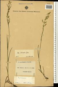 Poa trivialis L., Caucasus, Azerbaijan (K6) (Azerbaijan)