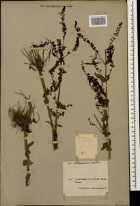 Veronica anagallis-aquatica L., Caucasus, Armenia (K5) (Armenia)