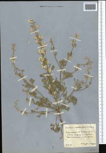 Delphinium rugulosum Boiss., Middle Asia, Karakum (M6) (Turkmenistan)